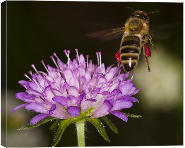 Honey-bee taking off Canvas Print by Gabor Pozsgai