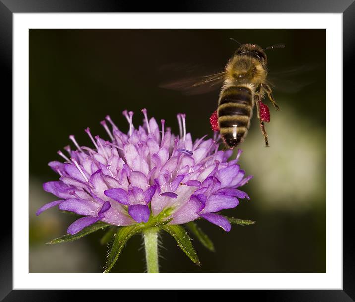Honey-bee taking off Framed Mounted Print by Gabor Pozsgai