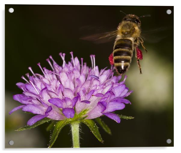 Honey-bee taking off Acrylic by Gabor Pozsgai