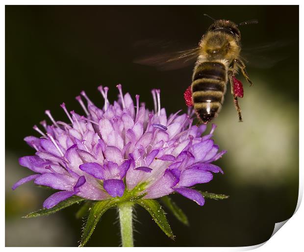 Honey-bee taking off Print by Gabor Pozsgai