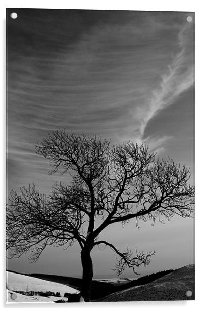 Lonely tree under great sky Acrylic by Gabor Pozsgai
