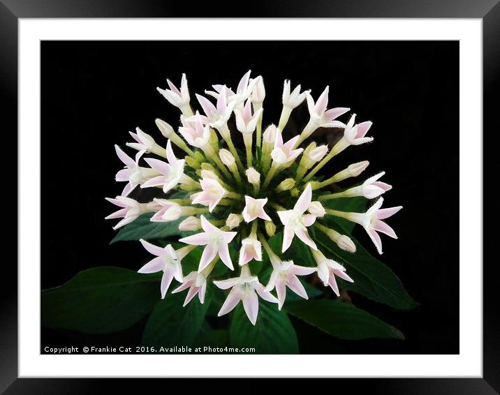 White Pentas Framed Mounted Print by Frankie Cat