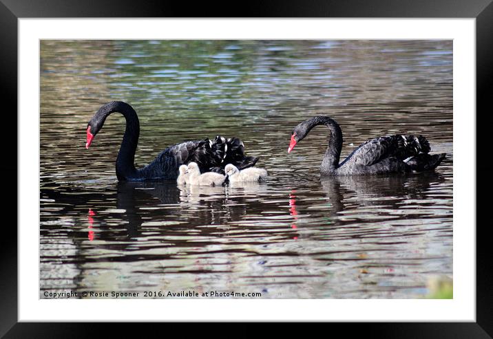 Black Swan family with three cygnets at Dawlish Framed Mounted Print by Rosie Spooner