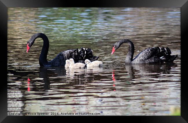 Black Swan family with three cygnets at Dawlish Framed Print by Rosie Spooner