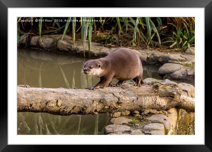 Otter Framed Mounted Print by Phil Reay