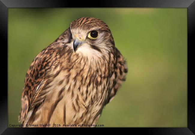 Portrait of Common Kestrel Framed Print by Simon Gledhill