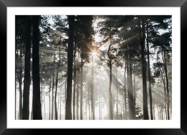 Sunlight burning through mist in a dense woodland. Framed Mounted Print by Liam Grant