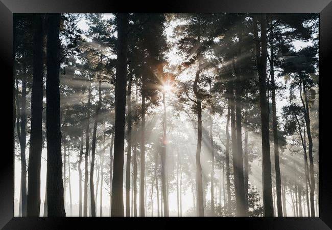 Sunlight burning through mist in a dense woodland. Framed Print by Liam Grant