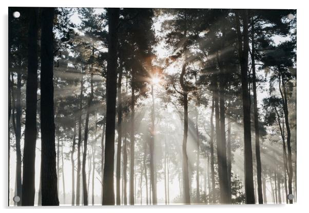 Sunlight burning through mist in a dense woodland. Acrylic by Liam Grant