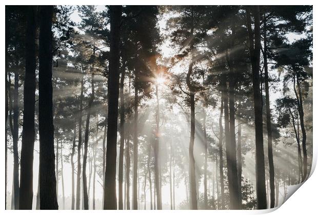 Sunlight burning through mist in a dense woodland. Print by Liam Grant