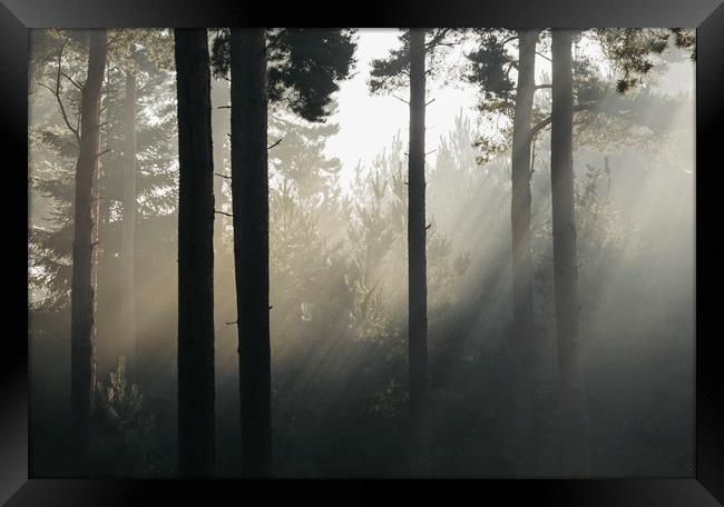Sunlight burning through mist in a dense woodland. Framed Print by Liam Grant