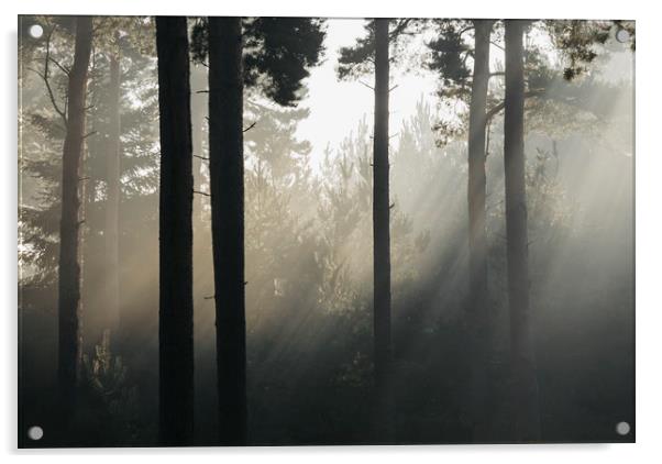 Sunlight burning through mist in a dense woodland. Acrylic by Liam Grant