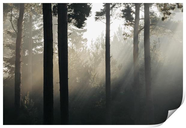 Sunlight burning through mist in a dense woodland. Print by Liam Grant