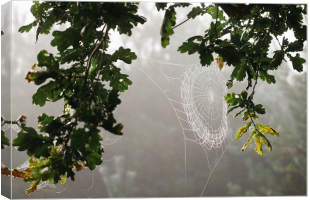 Dew covered cobweb on an oak tree in fog. Norfolk, Canvas Print by Liam Grant