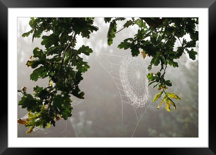 Dew covered cobweb on an oak tree in fog. Norfolk, Framed Mounted Print by Liam Grant
