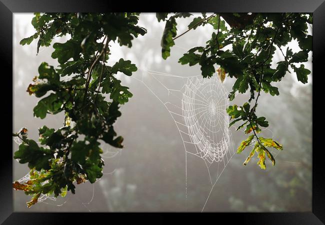 Dew covered cobweb on an oak tree in fog. Norfolk, Framed Print by Liam Grant