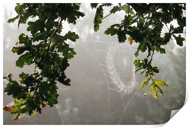 Dew covered cobweb on an oak tree in fog. Norfolk, Print by Liam Grant