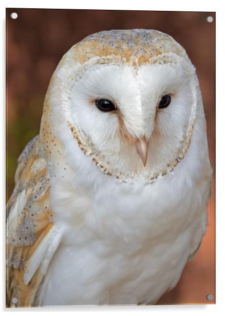 Barn Owl Acrylic by Joyce Storey