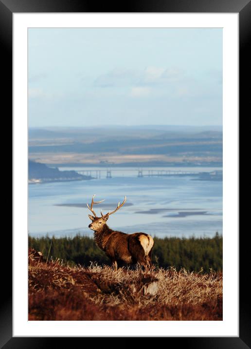Stag Overlooking the Beauly Firth and Inverness Framed Mounted Print by Macrae Images