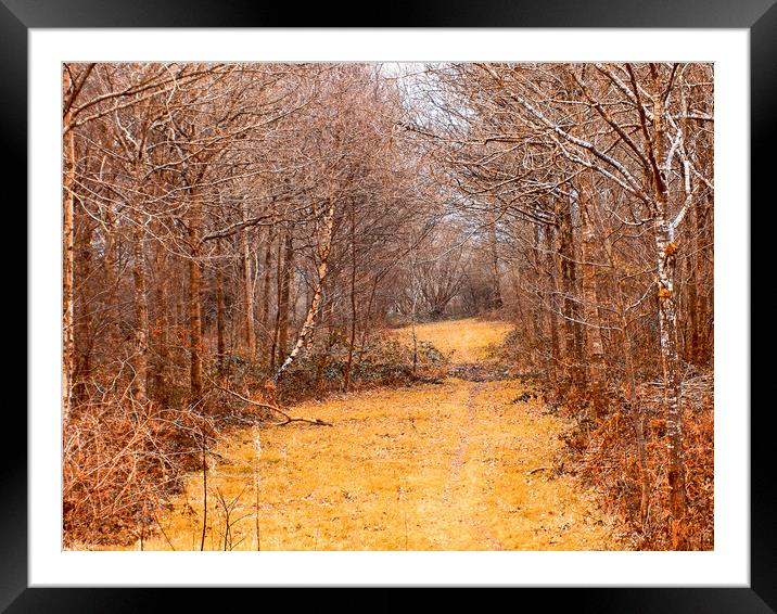 woodland clearing Framed Mounted Print by paul ratcliffe