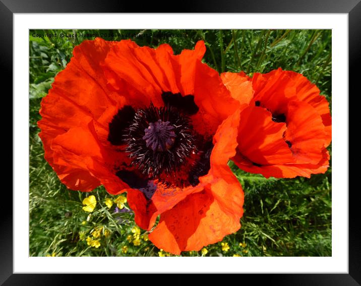 Poppies Framed Mounted Print by Laco Hubaty