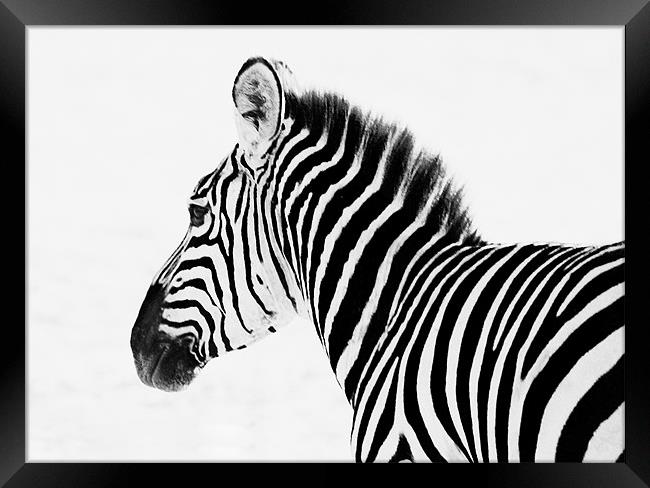 Zebra Framed Print by Simon Marshall