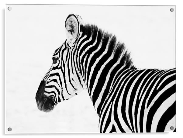 Zebra Acrylic by Simon Marshall