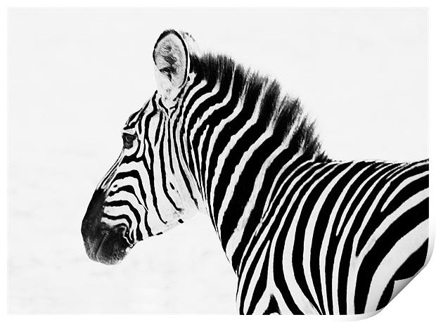 Zebra Print by Simon Marshall