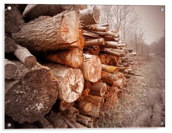 stacked logs Acrylic by paul ratcliffe