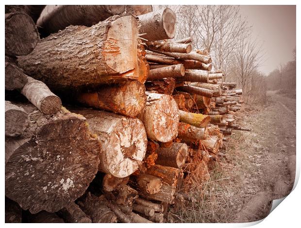 stacked logs Print by paul ratcliffe