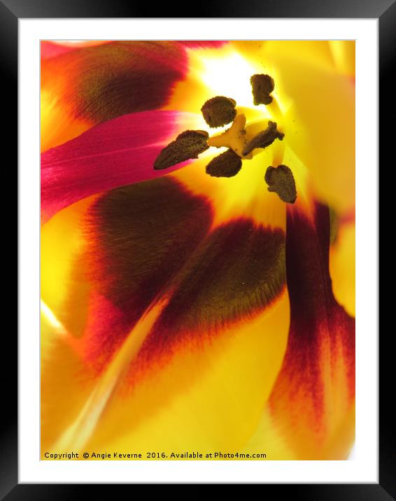 Tulip  Framed Mounted Print by Angie Keverne