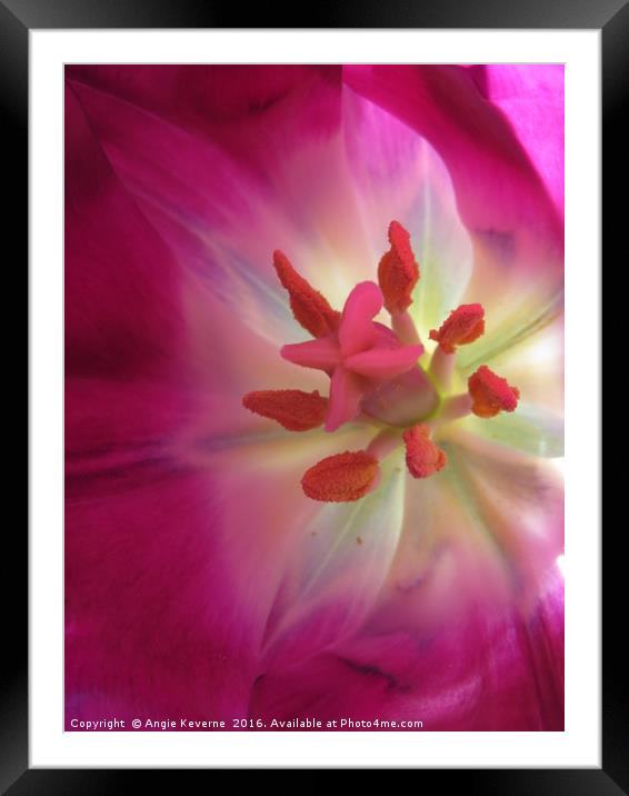 Pink Tulip Framed Mounted Print by Angie Keverne