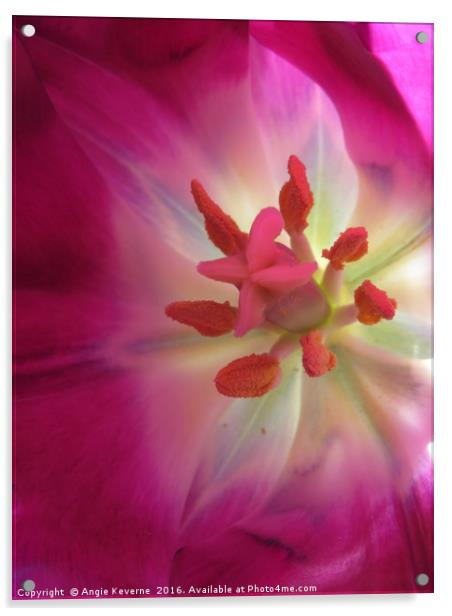 Pink Tulip Acrylic by Angie Keverne