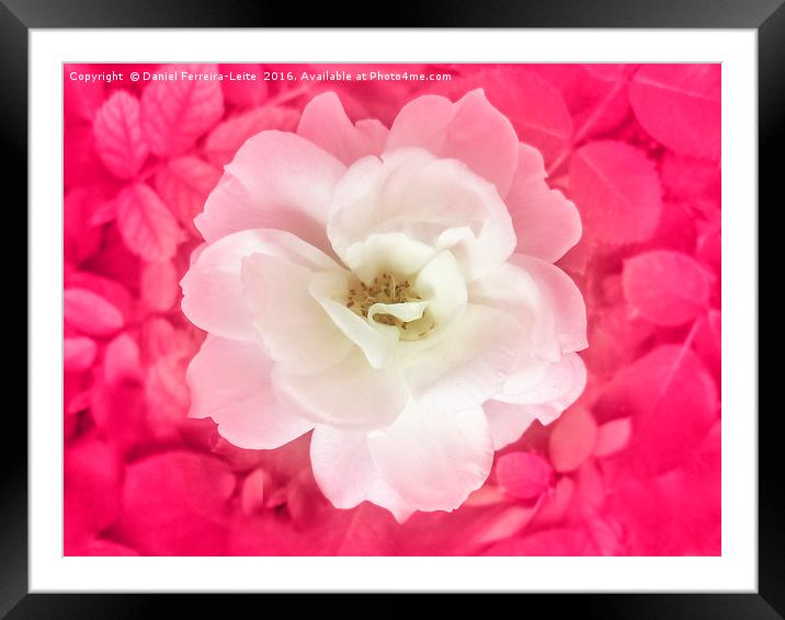 White Rose Top View Framed Mounted Print by Daniel Ferreira-Leite