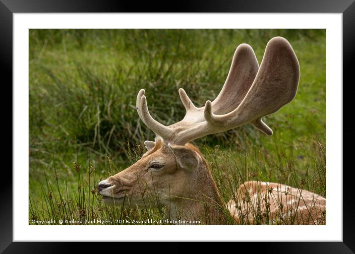 Fallow Deer Stag Framed Mounted Print by Andrew Paul Myers