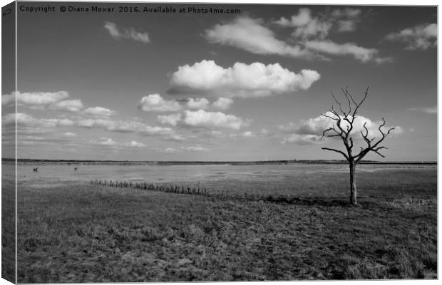 Tollesbury Marshes Canvas Print by Diana Mower