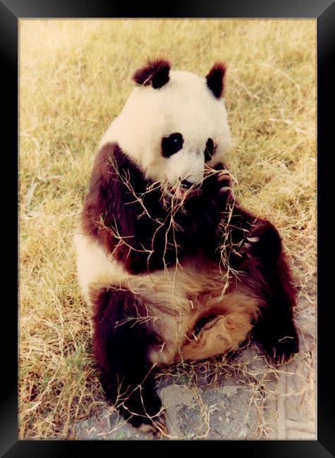 Chinese Giant Panda Framed Print by David French