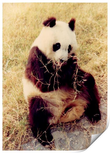 Chinese Giant Panda Print by David French
