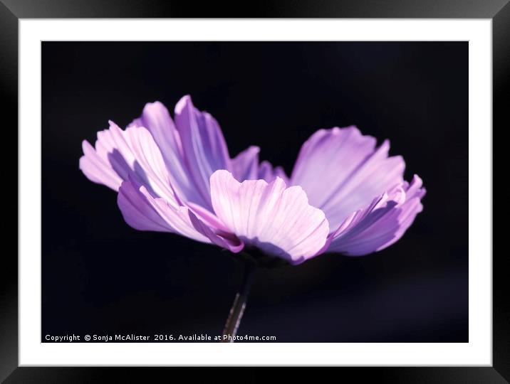 Cosmos II Framed Mounted Print by Sonja McAlister