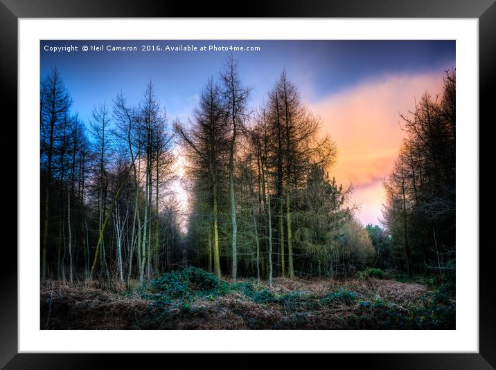Houghton Woods Framed Mounted Print by Neil Cameron