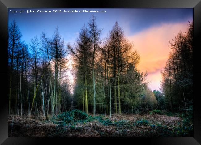 Houghton Woods Framed Print by Neil Cameron