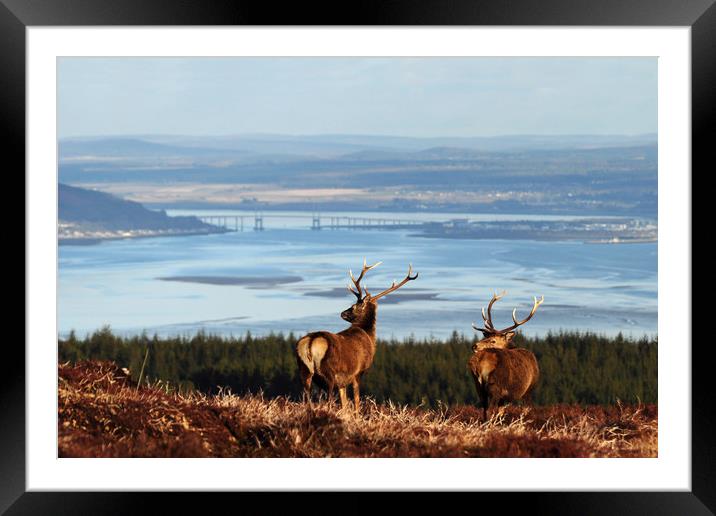 Stags Overlooking the Beauly Firth and Inverness Framed Mounted Print by Macrae Images
