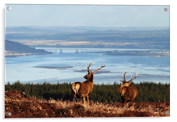 Stags Overlooking the Beauly Firth and Inverness Acrylic by Macrae Images