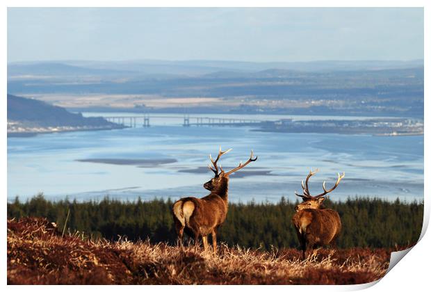 Stags Overlooking the Beauly Firth and Inverness Print by Macrae Images