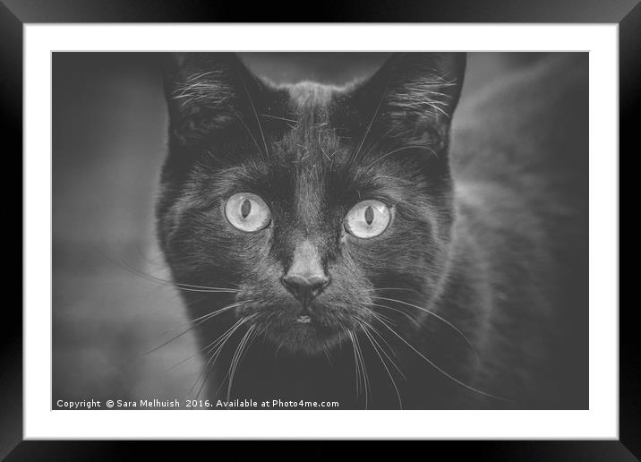 Look into my eyes Framed Mounted Print by Sara Melhuish