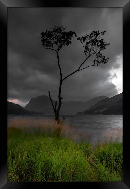 Buttermere Tree Framed Print by Paul Andrews