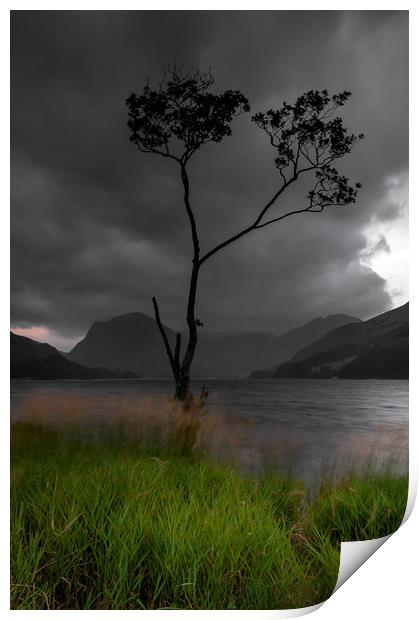 Buttermere Tree Print by Paul Andrews