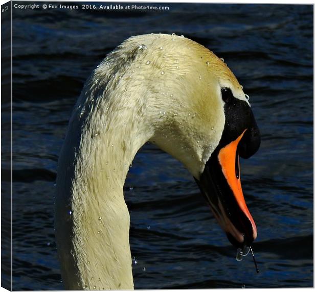 Mute swan Canvas Print by Derrick Fox Lomax