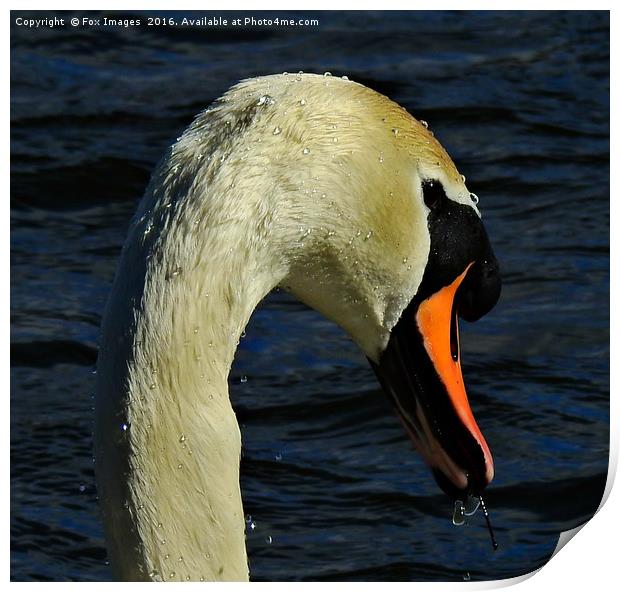 Mute swan Print by Derrick Fox Lomax