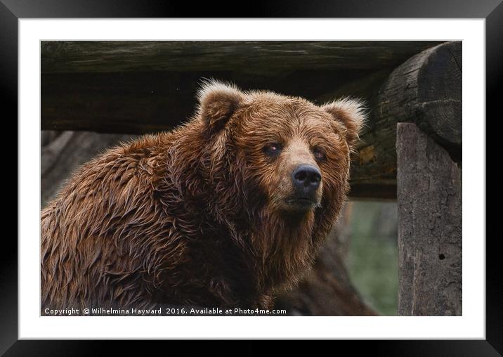 Brown Bear Framed Mounted Print by Wilhelmina Hayward
